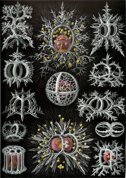 Haeckel_Stephoidea.jpg