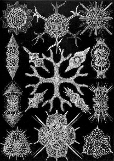Haeckel_Spumellaria.jpg