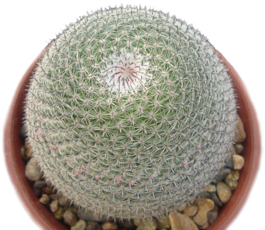 Mammillaria.JPG