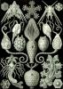 Haeckel_Amphoridea.jpg